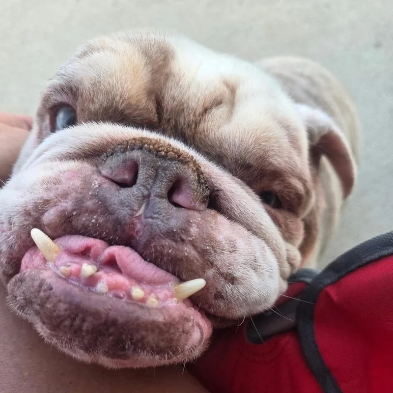 An adult medium-sized male English Bulldog dog named Bruce for adoption in Columbus, OH