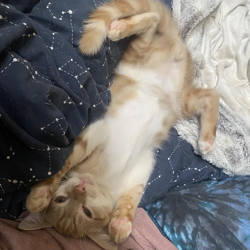 A baby small-sized male Orange / Red Domestic Short Hair cat named Manny for adoption in Yucca Valley, CA