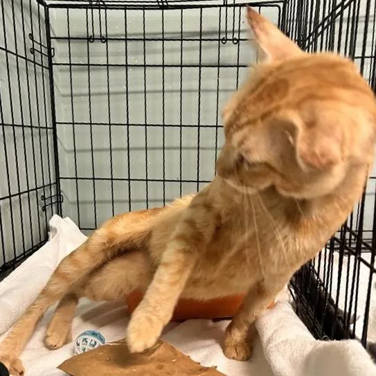 A senior large-sized male Domestic Short Hair cat named Patriot for adoption in Freeport, FL