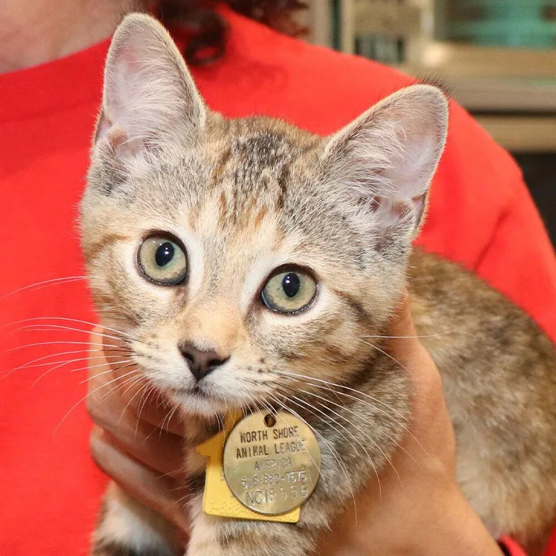A baby small-sized female Domestic Short Hair cat named Bisque for adoption in Port Washington, NY