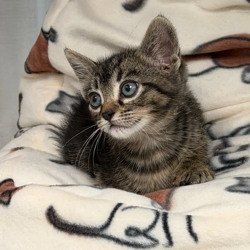 A baby medium-sized male Domestic Short Hair cat named Downy for adoption in Kansas City, KS