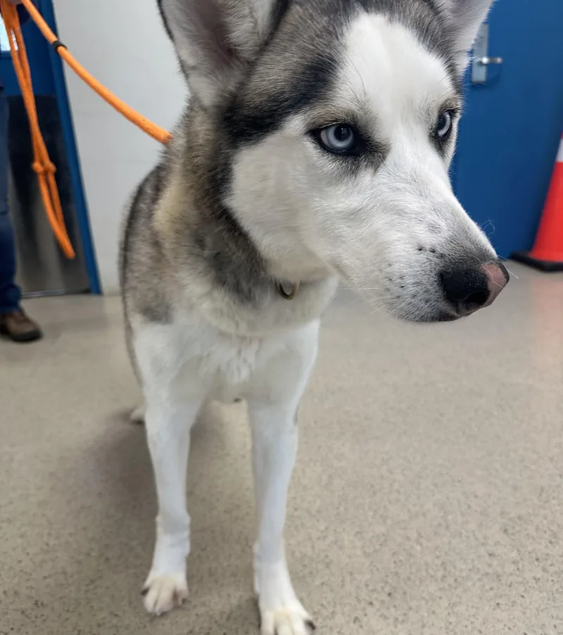 A young medium-sized male Black Husky dog named Nelly for adoption in Manassas, VA
