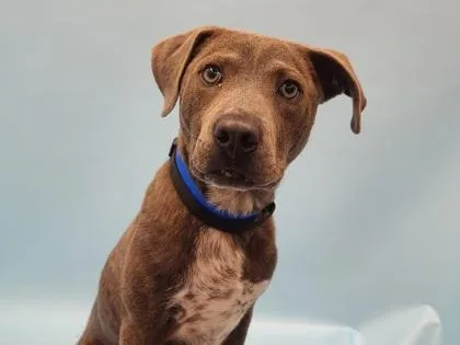 A young medium-sized male Pointer dog named Rider for adoption in Golden Valley, MN
