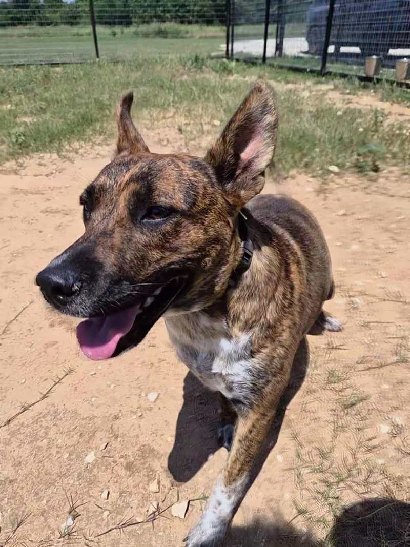 An adult medium-sized female Brindle Australian Cattle Dog / Blue Heeler dog named Rubi for adoption in Montague, TX