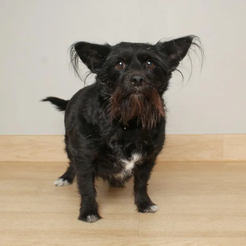 A senior small-sized female Black Scottish Terrier dog named Zena D for adoption in Minnetonka, MN
