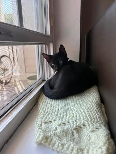 A baby small-sized male Black Domestic Short Hair cat named Parmesan for adoption in Wilmington, NC