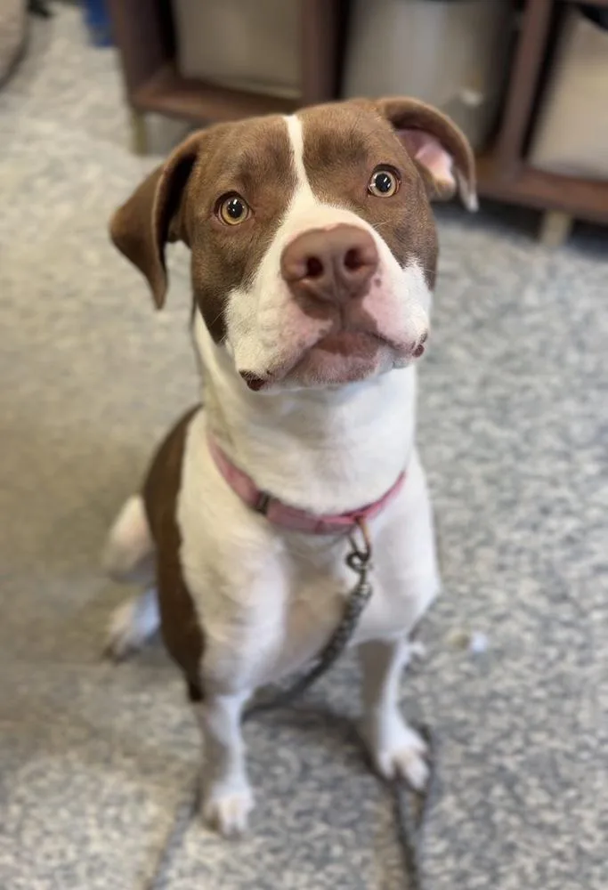 An adult large-sized female Tricolor (Brown, Black, & White) Pit Bull Terrier dog named Brownie for adoption in Bemidji, MN