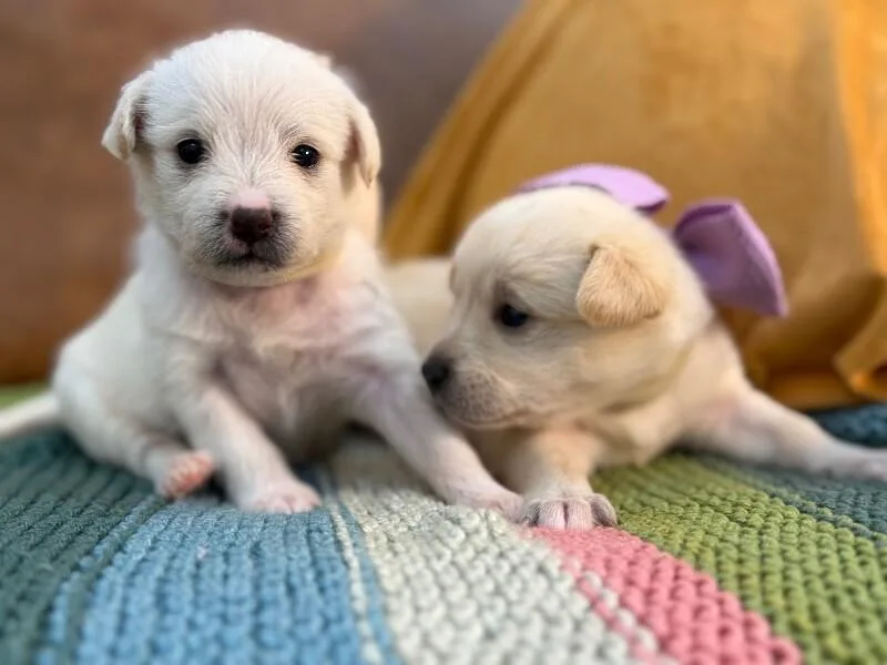A baby medium-sized female Golden Chihuahua dog named Bella Trix Starlight for adoption in Friendswood, TX