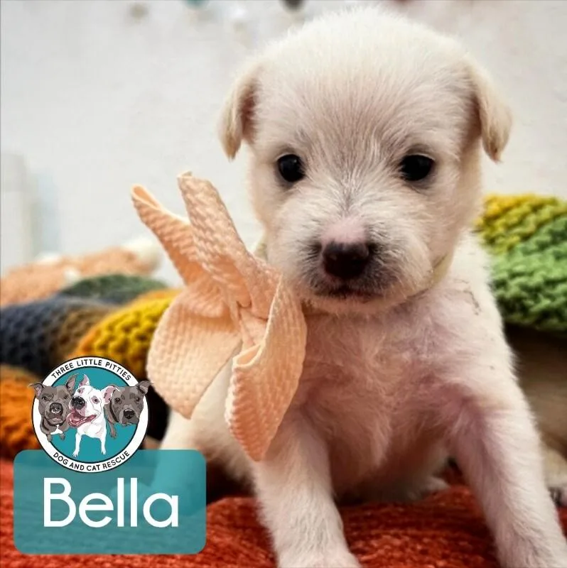 Bella Trix Starlight thumbnail 3