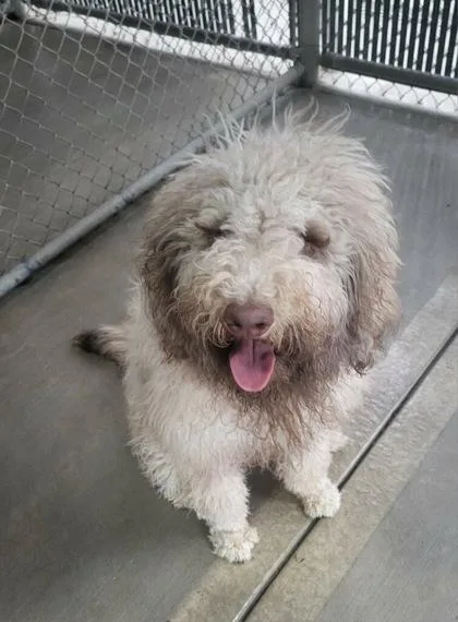 A baby medium-sized male Standard Poodle dog named Grant for adoption in Tinley Park, IL