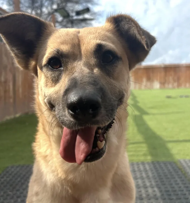 An adult medium-sized female Shepherd dog named Jenna for adoption in Huntington, NY