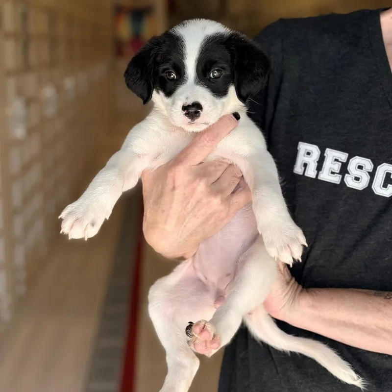 A baby medium-sized female Australian Cattle Dog / Blue Heeler dog named Julep for adoption in Chicago, IL