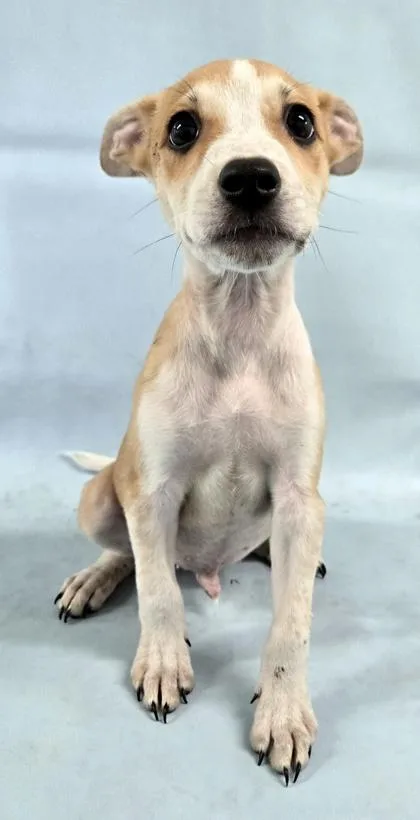 A baby medium-sized male Chihuahua dog named Copper for adoption in Morton Grove, IL