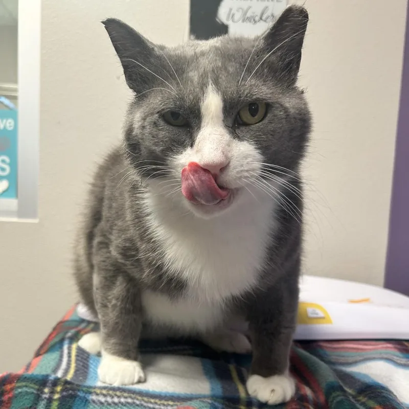 An adult extra large-sized male Domestic Short Hair cat named Buster for adoption in Englewood, FL