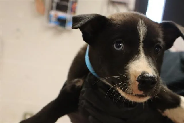 A baby small-sized female Mixed Breed dog named Wildstyle for adoption in Columbia, SC