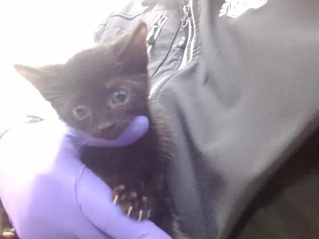 A baby small-sized male Domestic Short Hair cat named Sabath for adoption in Miami, FL