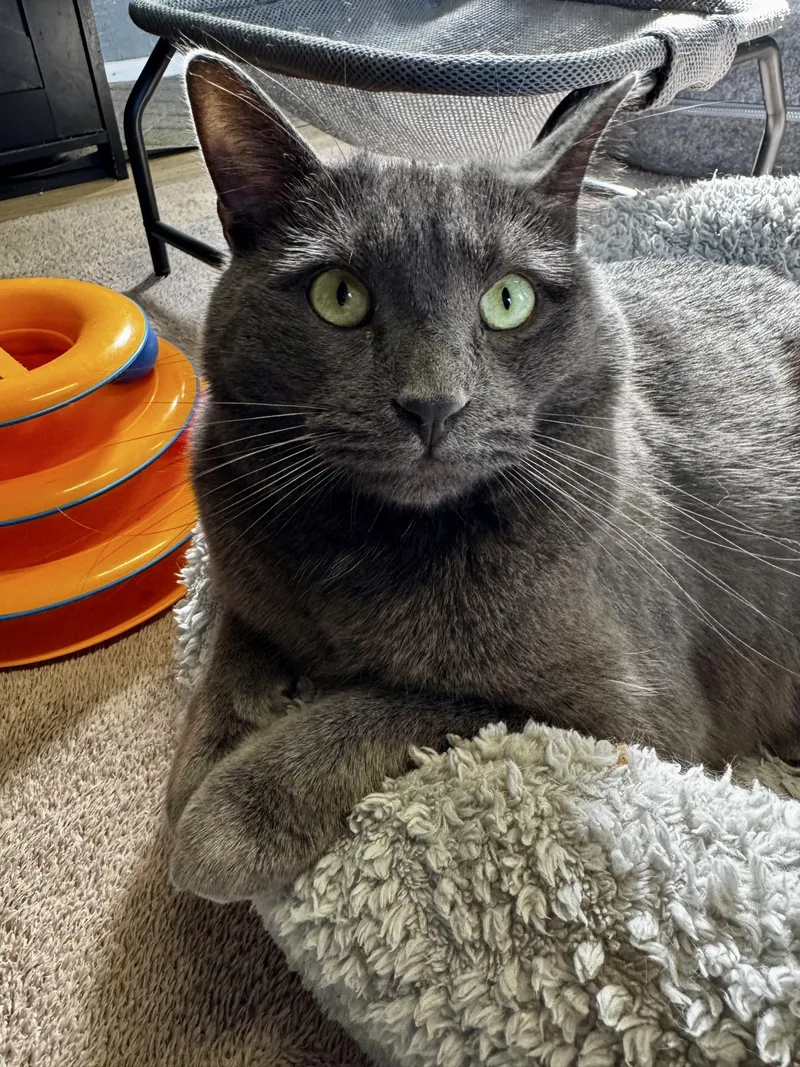 A young medium-sized male Gray / Blue / Silver American Shorthair cat named Storm for adoption in Greensburg, PA