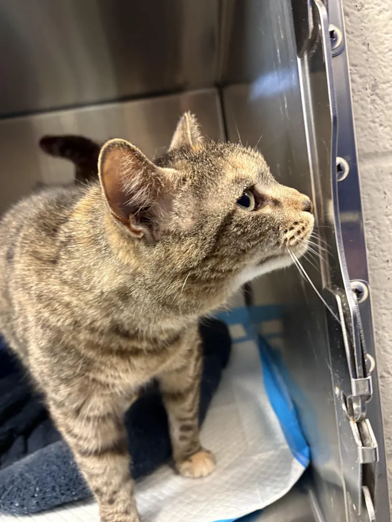 An adult medium-sized female Brown / Chocolate Domestic Short Hair cat named Pepper for adoption in Ashland, VA