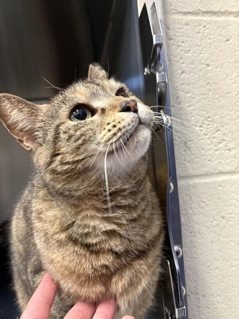 Pepper thumbnail 3