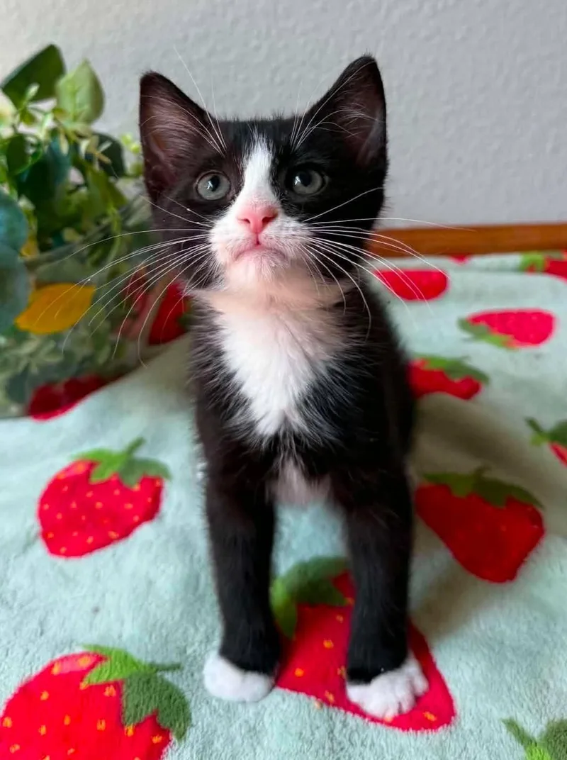 Oreo