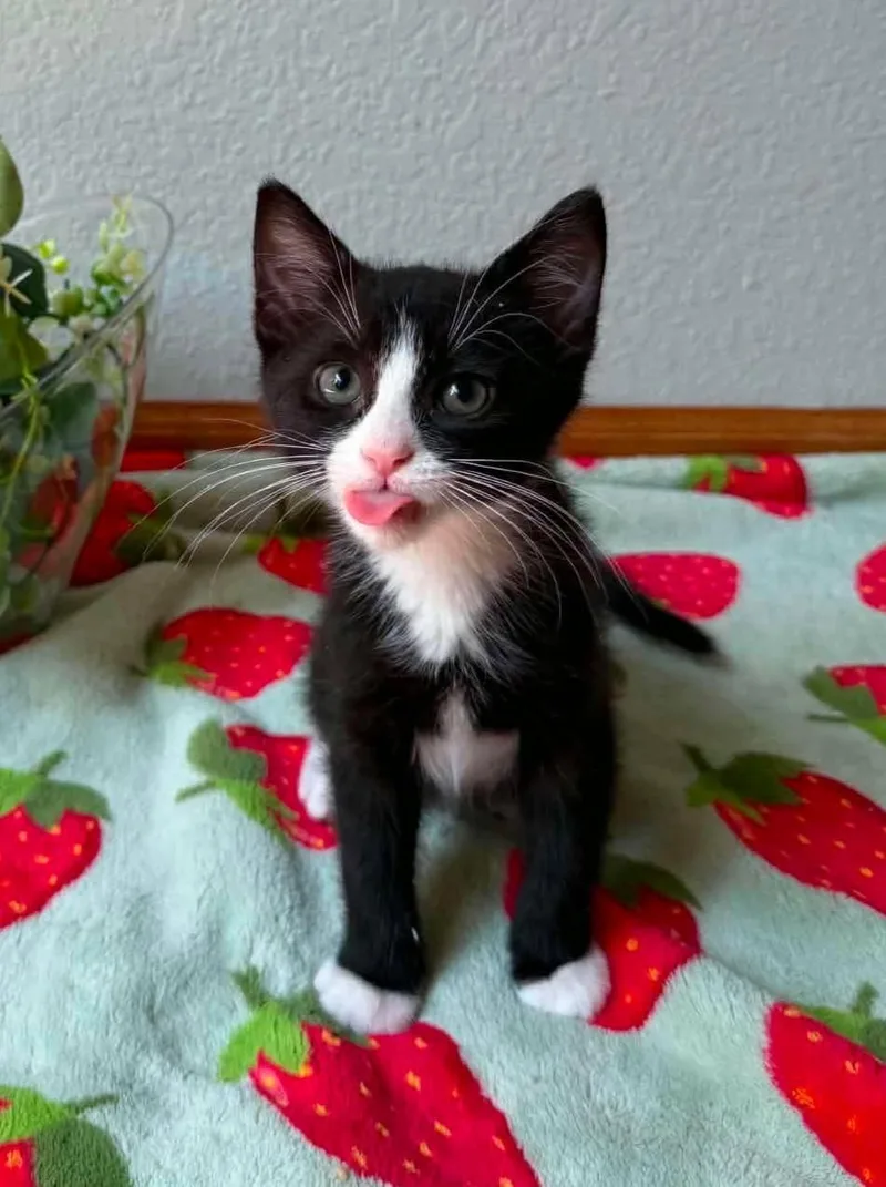 Oreo thumbnail 2