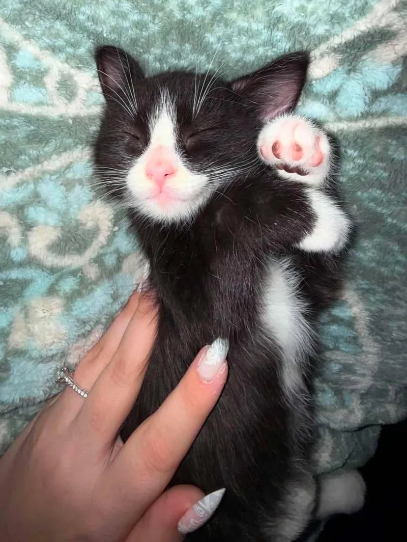 Oreo thumbnail 3