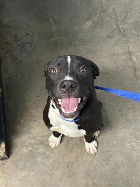 A young large-sized male Terrier dog named Titan for adoption in Saint Louis, MO