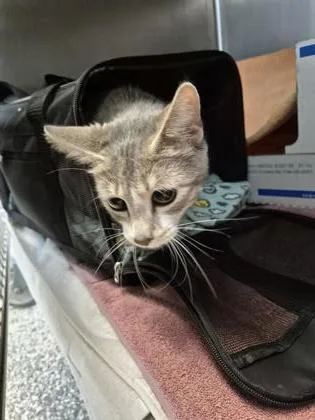 An adult medium-sized female Domestic Short Hair cat named Ashley for adoption in Westland, MI
