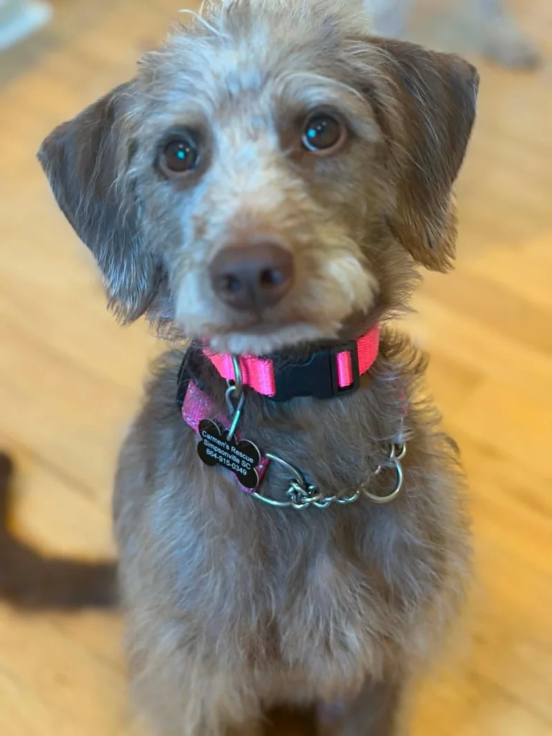 An adult medium-sized female Apricot / Beige Fox Terrier dog named Tia the scruffiest scruff for adoption in Blue Bell, PA