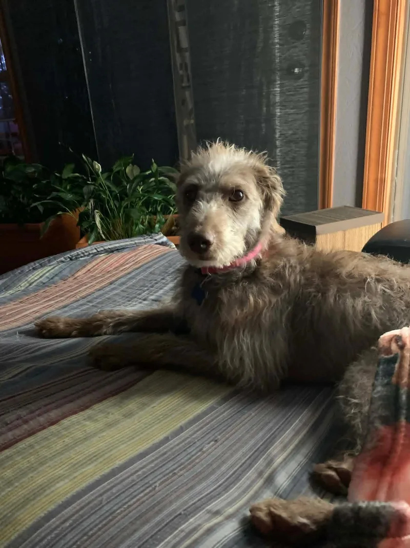 Tia the scruffiest scruff thumbnail 4