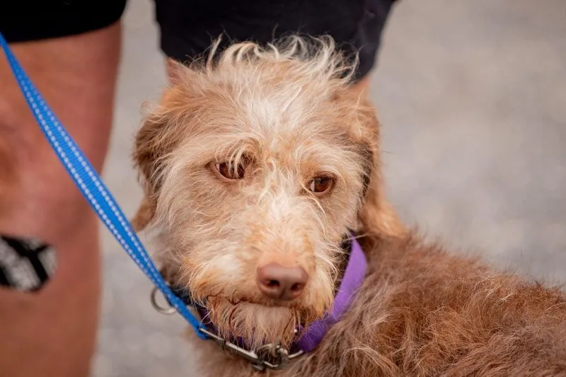 Tia the scruffiest scruff thumbnail 5