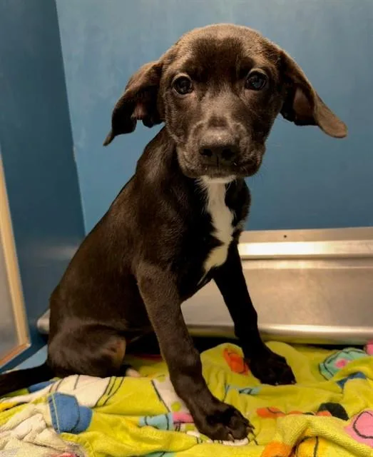 A baby small-sized female Rhodesian Ridgeback dog named Diva for adoption in Conroe, TX