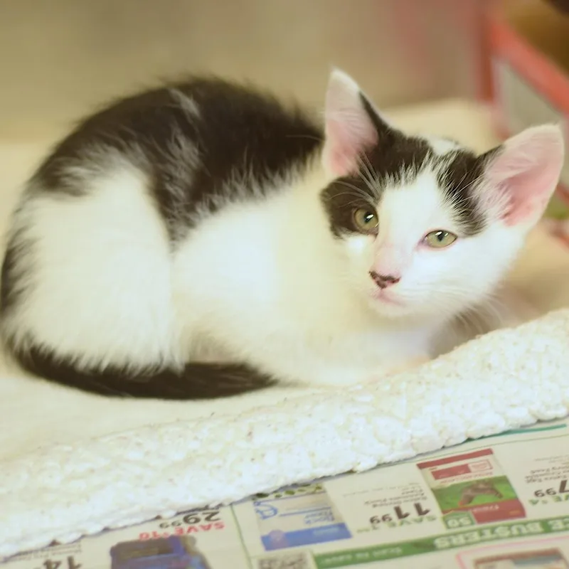 A baby small-sized male White Domestic Short Hair cat named Rocket for adoption in Belleville, IL