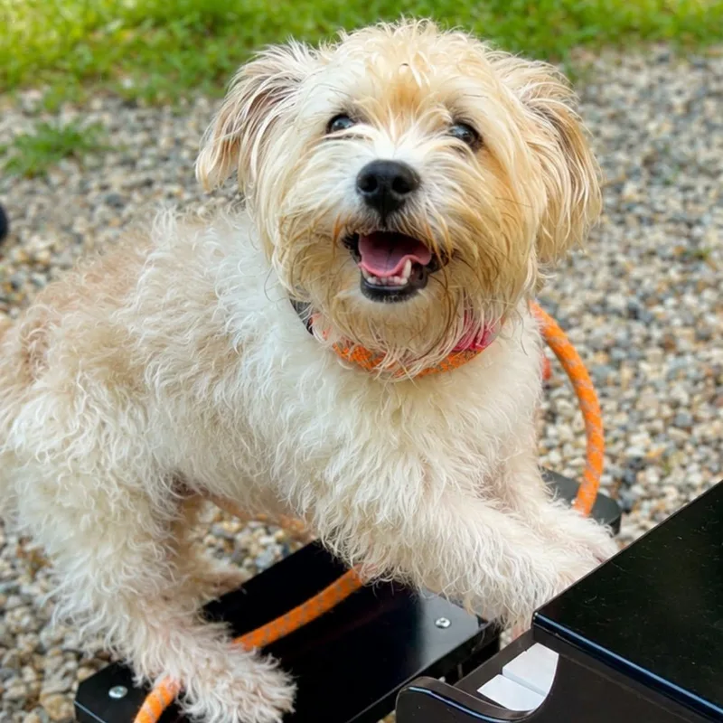 A young small-sized male Mixed Breed dog named Sonic for adoption in Warren, OH