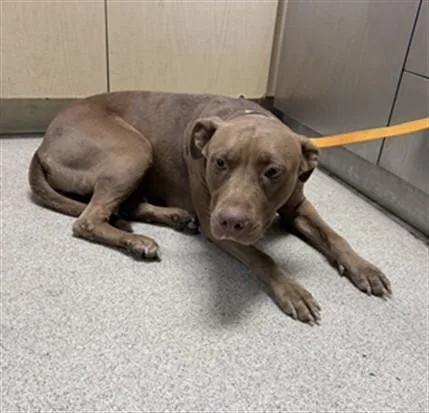 An adult small-sized female Pit Bull Terrier dog named Venus for adoption in Riverside, CA