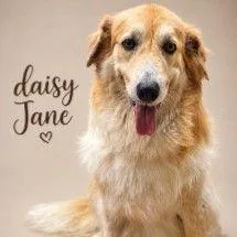 Daisy Jane thumbnail 2