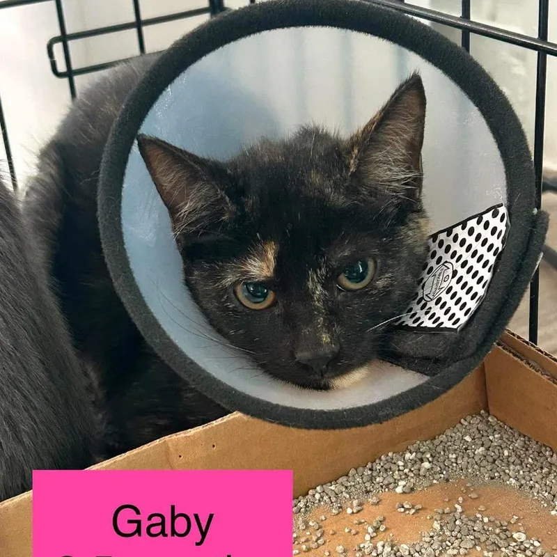 Gabby