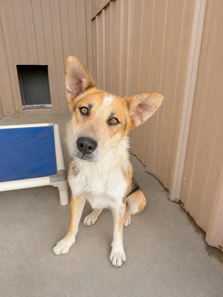 An adult medium-sized female Australian Cattle Dog / Blue Heeler dog named Alice for adoption in Mountainair, NM