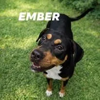 A young medium-sized female Black and Tan Coonhound dog named Ember for adoption in East Ridge, TN