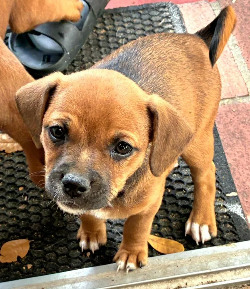 A baby small-sized female Beagle dog named Rhoda for adoption in St. Augustine, FL