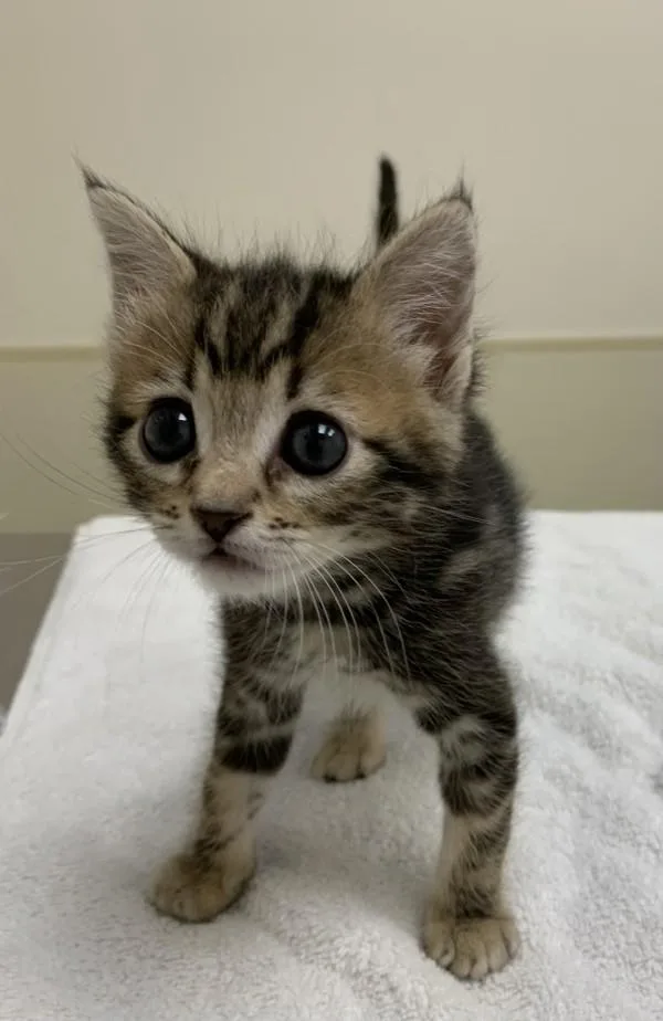 A baby small-sized male Domestic Short Hair cat named Nash for adoption in Santa Rosa, CA
