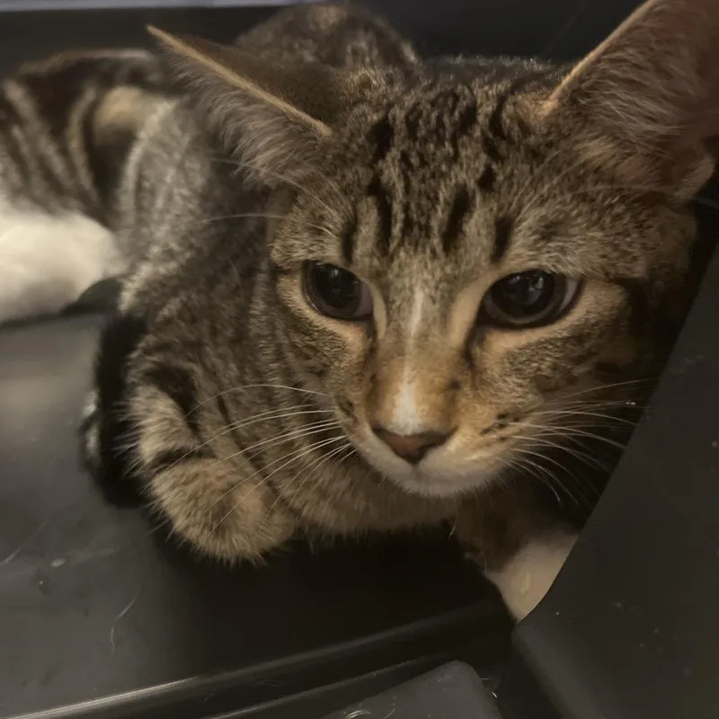 A baby medium-sized female Brown / Chocolate Domestic Short Hair cat named Wally for adoption in Chattanooga, TN