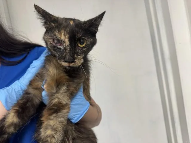 A young medium-sized female Domestic Short Hair cat named Sierra for adoption in San Bernardino, CA