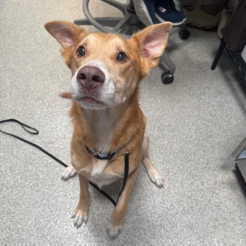 A senior medium-sized male Yellow / Tan / Blond / Fawn Mixed Breed dog named August for adoption in Englewood, FL