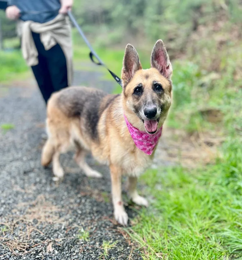 A young medium-sized female German Shepherd Dog dog named Shelby for adoption in Ellijay, GA