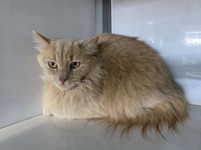 An adult medium-sized female Domestic Medium Hair cat named Chacha for adoption in Holbrook, AZ