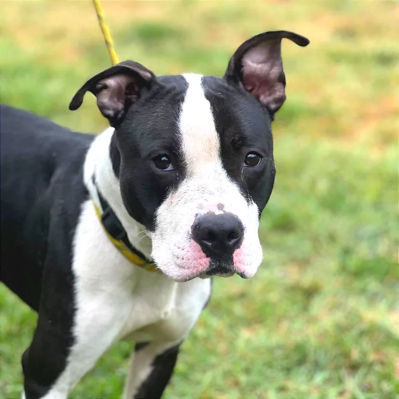 An adult medium-sized male Black Mixed Breed dog named Einstein for adoption in Huntington, WV
