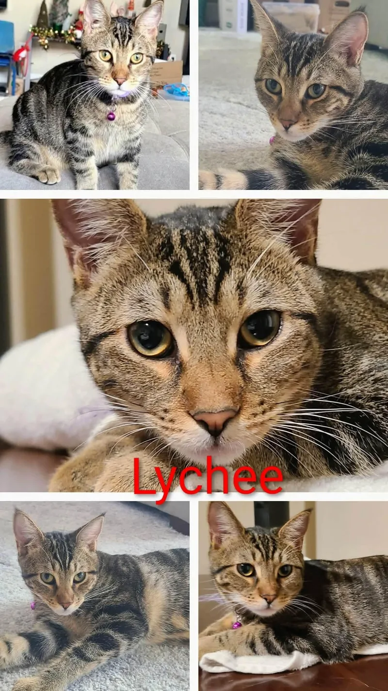 Lychee