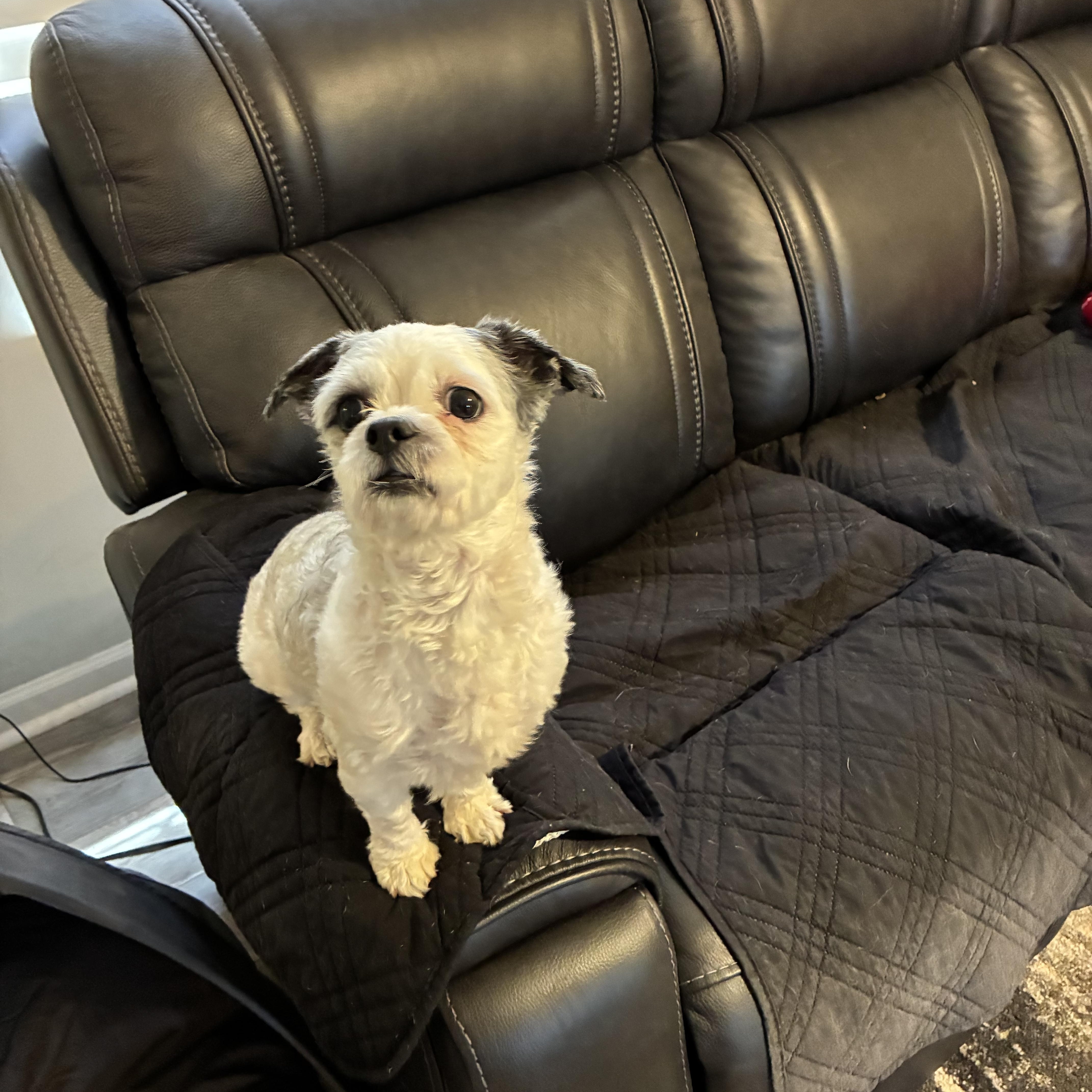 An adult small-sized male Shih Tzu dog named Baloo for adoption in Woodruff, SC