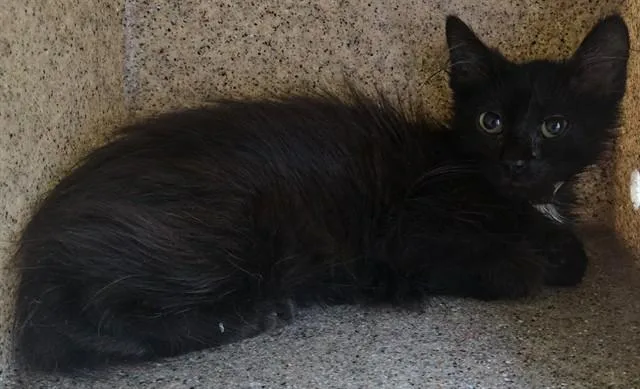 A baby small-sized female Domestic Long Hair cat named Sunshine for adoption in Lancaster, CA